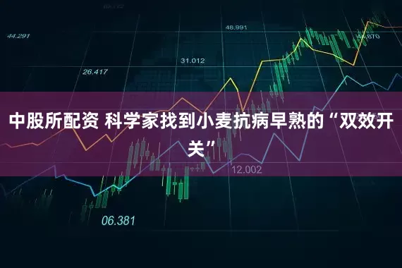 中股所配资 科学家找到小麦抗病早熟的“双效开关”